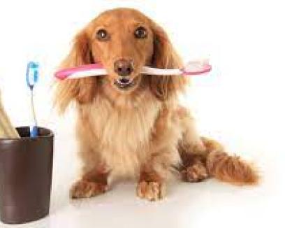 perro con cepillo de dientes