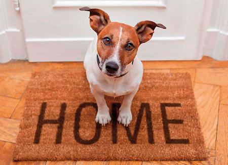 Como dar la bienvenida a una mascota adoptada